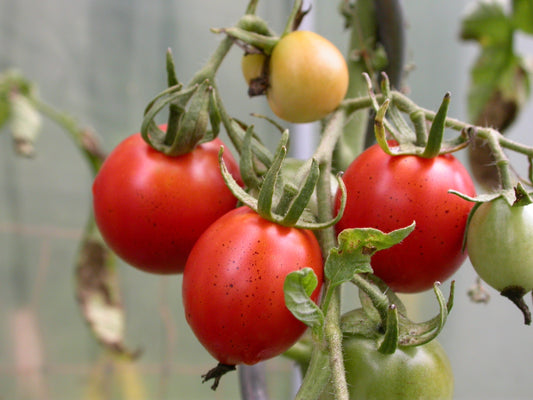 Tomato – Kotlas – Eden Seeds — Eden Seeds supplier photograph