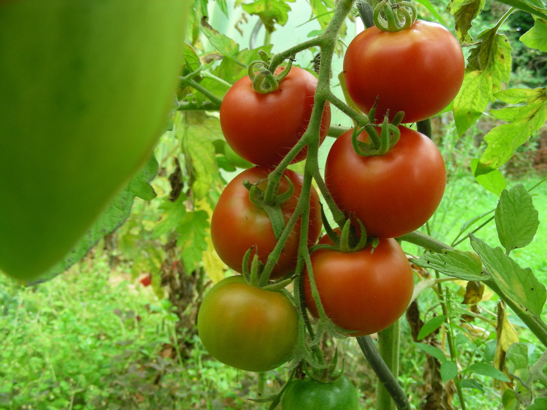 Tomato – Lutschist Zurich – Eden Seeds — Eden Seeds supplier photograph