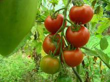 Tomato – Lutschist Zurich – Eden Seeds — Eden Seeds supplier photograph