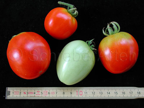 Tomato – Manapal – Eden Seeds — Eden Seeds supplier photograph