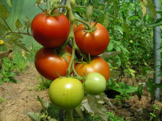 Tomato – Moneymaker – Eden Seeds — Eden Seeds supplier photograph