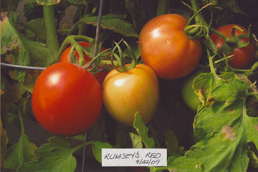 Tomato – Rumsey’s Red – Eden Seeds — Eden Seeds supplier photograph