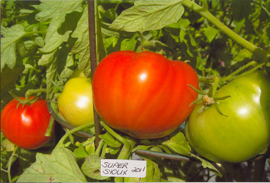 Tomato – Super Sioux – Eden Seeds — Eden Seeds supplier photograph