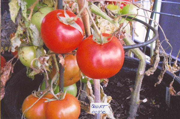 Tomato – Swift – Eden Seeds — Eden Seeds supplier photograph