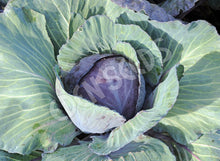 Cabbage – Red Express – Select Organic — Eden Seeds supplier photograph