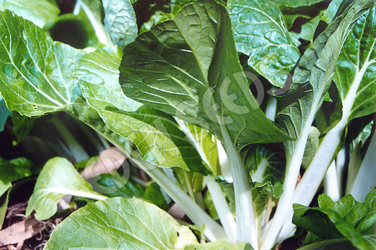 Cabbage, Chinese – Bok Choi – Taisai – Select Organic — Eden Seeds supplier photograph