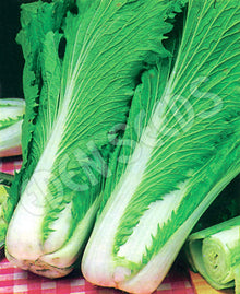 Cabbage, Chinese – Wong Bok – Eden Seeds — Eden Seeds supplier photograph