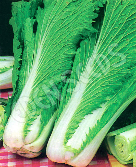 Cabbage, Chinese – Wong Bok – Eden Seeds — Eden Seeds supplier photograph