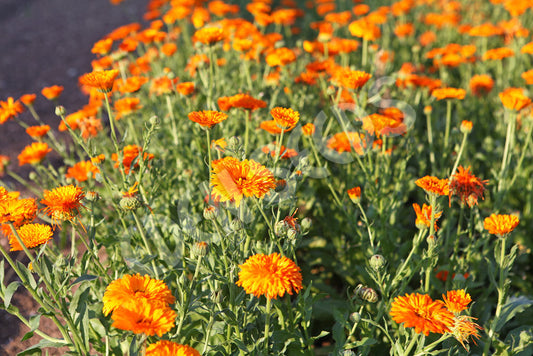 Calendula – Select Organic — Eden Seeds supplier photograph