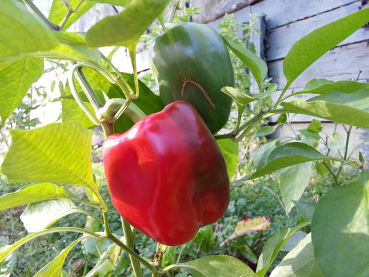 Capsicum – Californian Wonder – Eden Seeds — Eden Seeds supplier photograph
