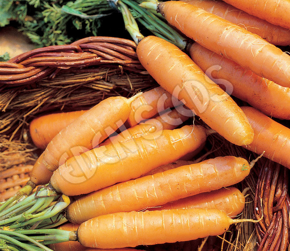 Carrot – Baby (Amsterdam) – Eden Seeds — Eden Seeds supplier photograph