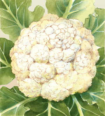 Cauliflower – Snowball – Select Organic — Eden Seeds supplier photograph