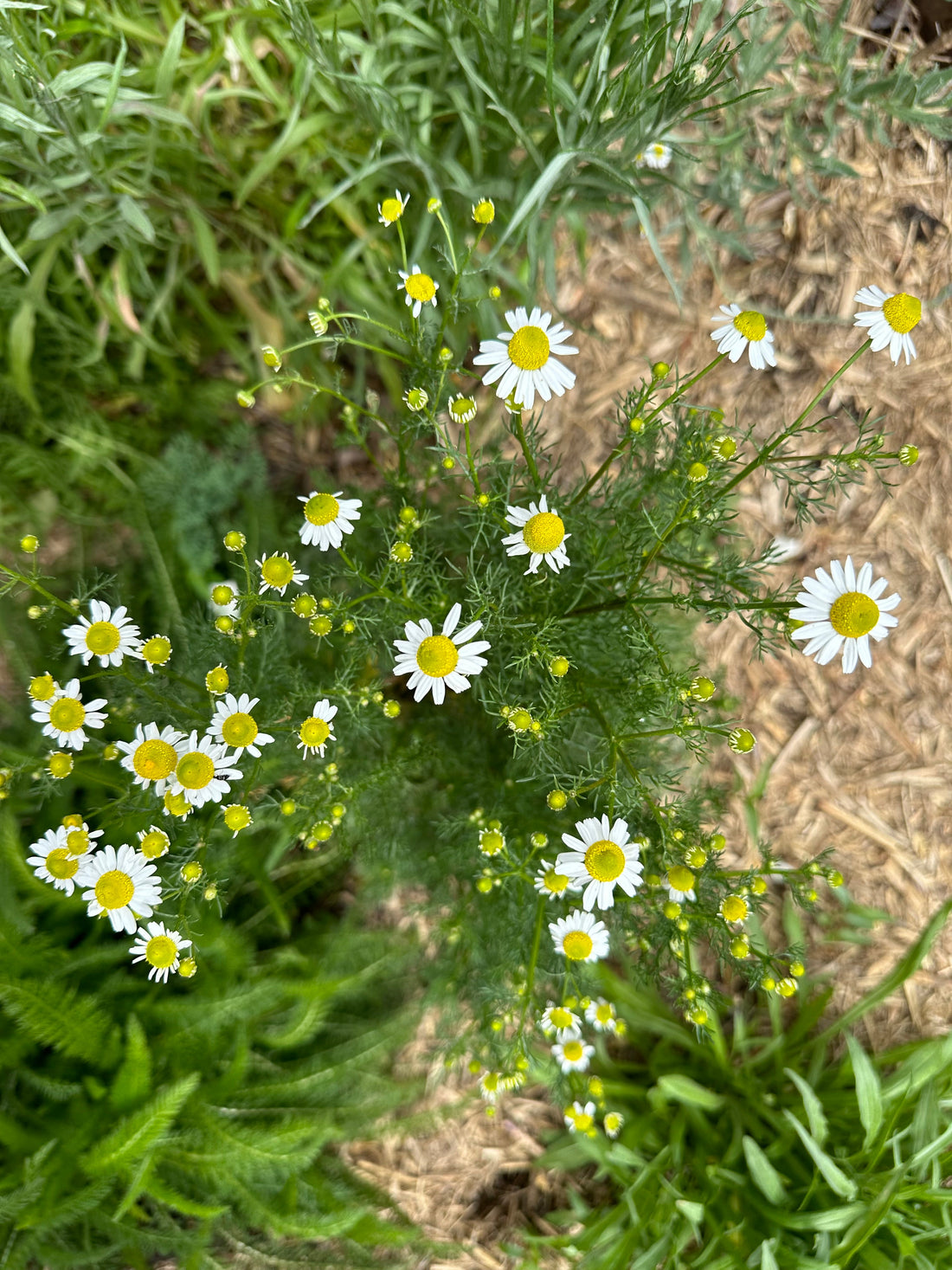 Chamomile – Select Organic — Eden Seeds supplier photograph