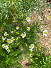 Chamomile – Select Organic — Eden Seeds supplier photograph