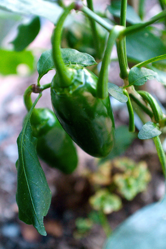 Chilli – Jalapeno – Eden Seeds — Eden Seeds supplier photograph