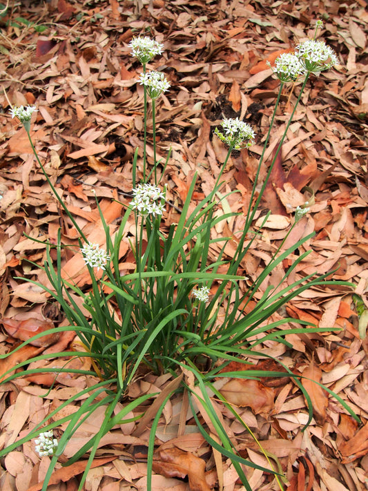 Chives – Garlic – Select Organic — Eden Seeds supplier photograph