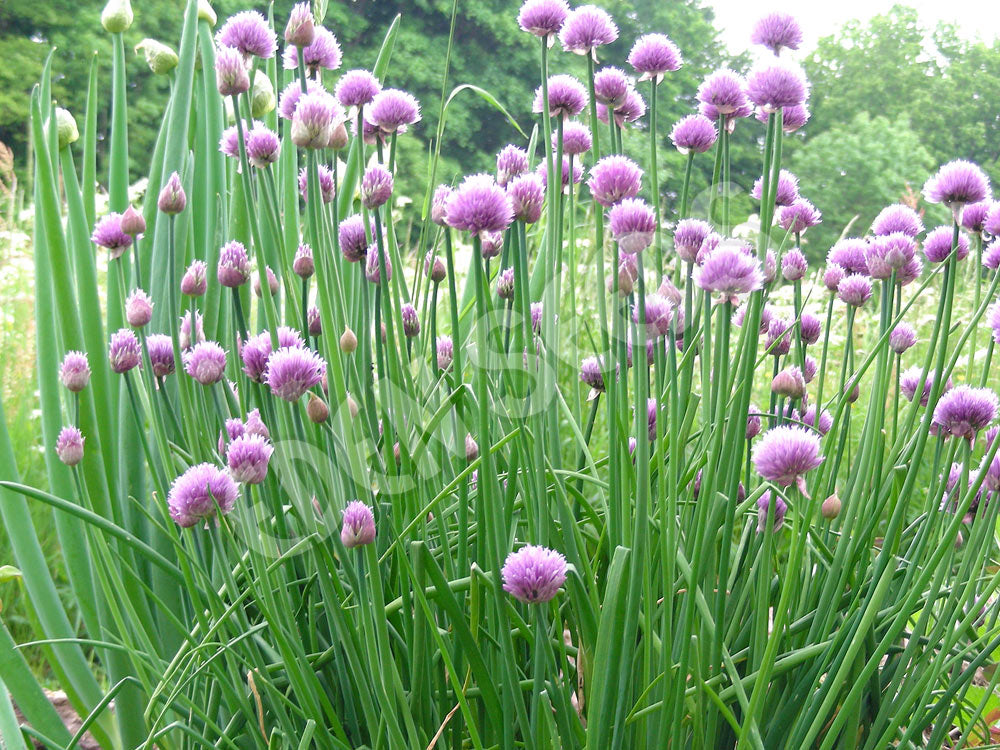Chives – Select Organic — Eden Seeds supplier photograph