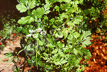 Coriander – Cilantro – Slow Bolting – Eden Seeds — Eden Seeds supplier photograph
