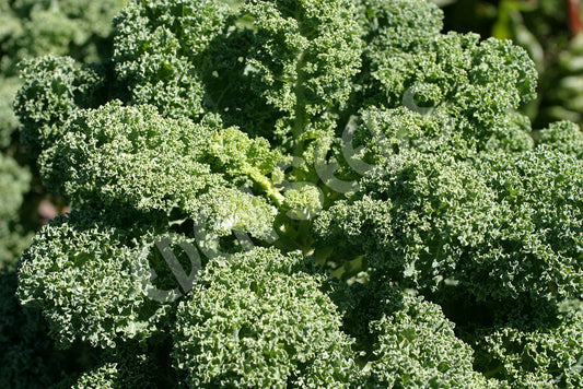 Kale – Dwarf Green – Eden Seeds — Eden Seeds supplier photograph