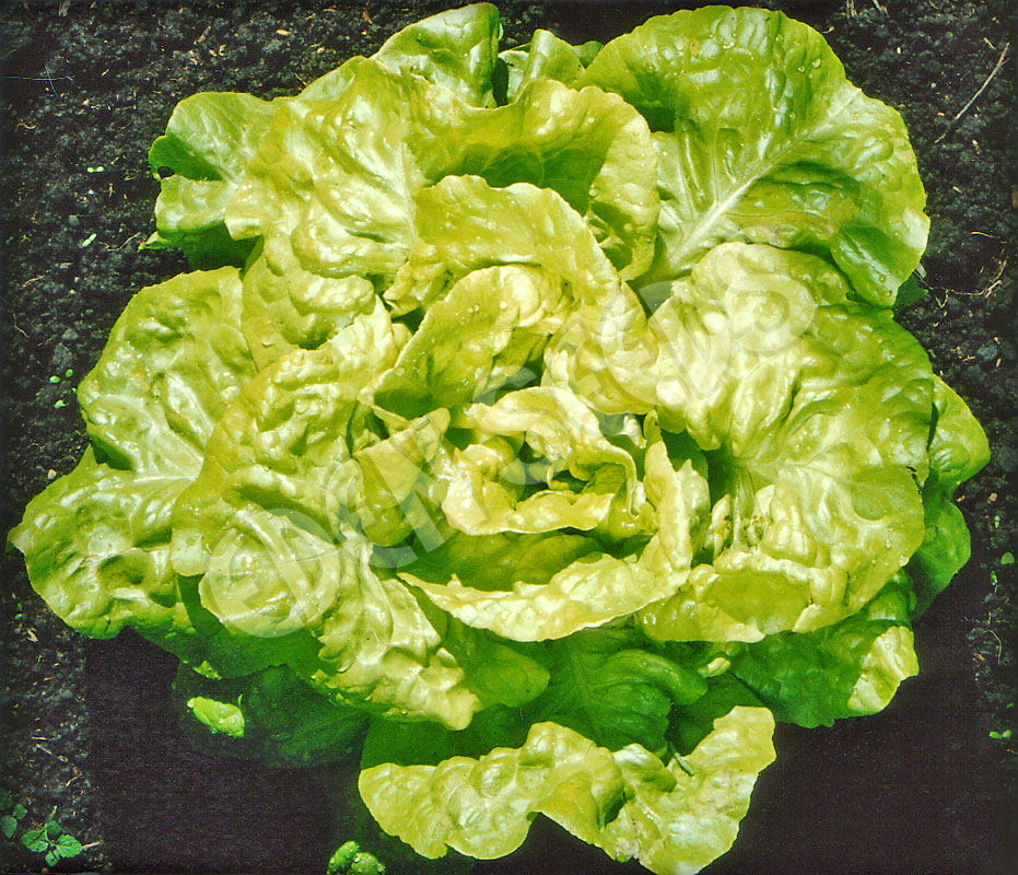 Lettuce – Buttercrunch – Select Organic — Eden Seeds supplier photograph