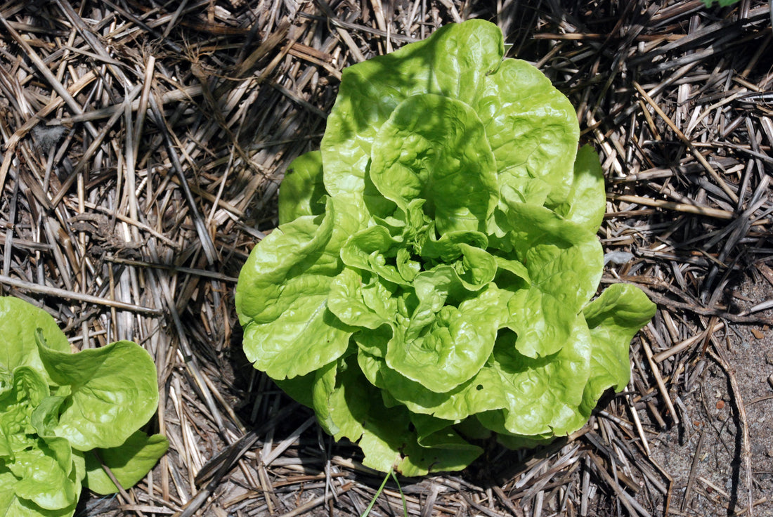 Lettuce – Green Mignonette – Select Organic — Eden Seeds supplier photograph