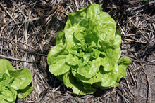 Lettuce – Green Mignonette – Select Organic — Eden Seeds supplier photograph