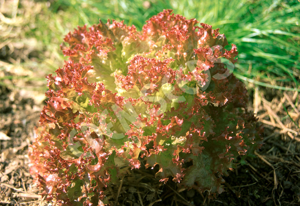 Lettuce – Lollo Rosso – Select Organic — Eden Seeds supplier photograph