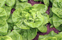 Lettuce – May Queen – Select Organic — Eden Seeds supplier photograph