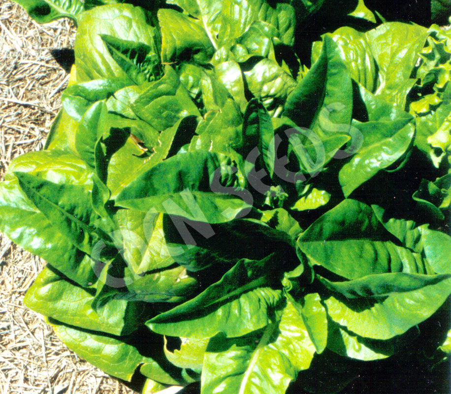 Lettuce – Rabbit Ear – Select Organic — Eden Seeds supplier photograph