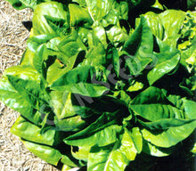 Lettuce – Rabbit Ear – Select Organic — Eden Seeds supplier photograph