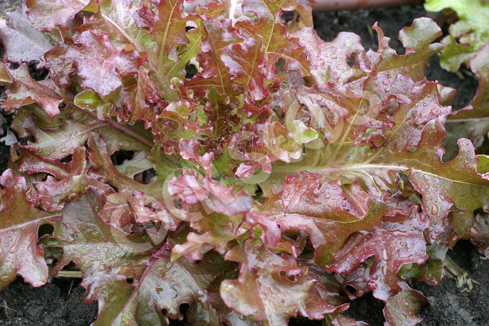 Lettuce – Salad Bowl Red – Select Organic — Eden Seeds supplier photograph
