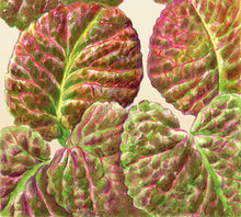Mustard Greens – Red Giant – Select Organic — Eden Seeds supplier photograph