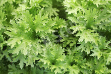 Mustard Greens – Wasabi – Eden Seeds — Eden Seeds supplier photograph