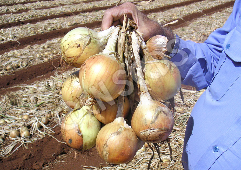 Onion – Creamgold (Pukekohe Long Keeper) – Select Organic — Eden Seeds supplier photograph