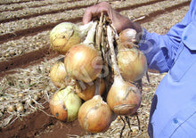Onion – Creamgold (Pukekohe Long Keeper) – Select Organic — Eden Seeds supplier photograph