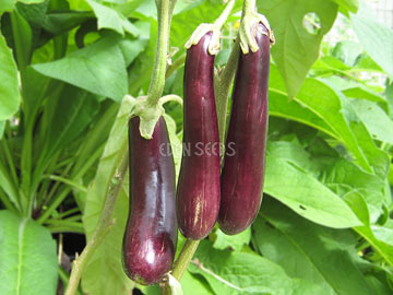 Eggplant – Early Long Purple fruit on the plant. Eden Seeds variety image.