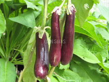 Eggplant – Early Long Purple fruit on the plant. Eden Seeds variety image.