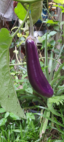Representative glossy dark eggplant fruit for Market Supreme. Photo by Azreey, Wikimedia Commons, CC BY-SA 4.0.