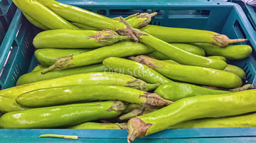 Eggplant – Thai Long Green fruit. Eden Seeds variety image.