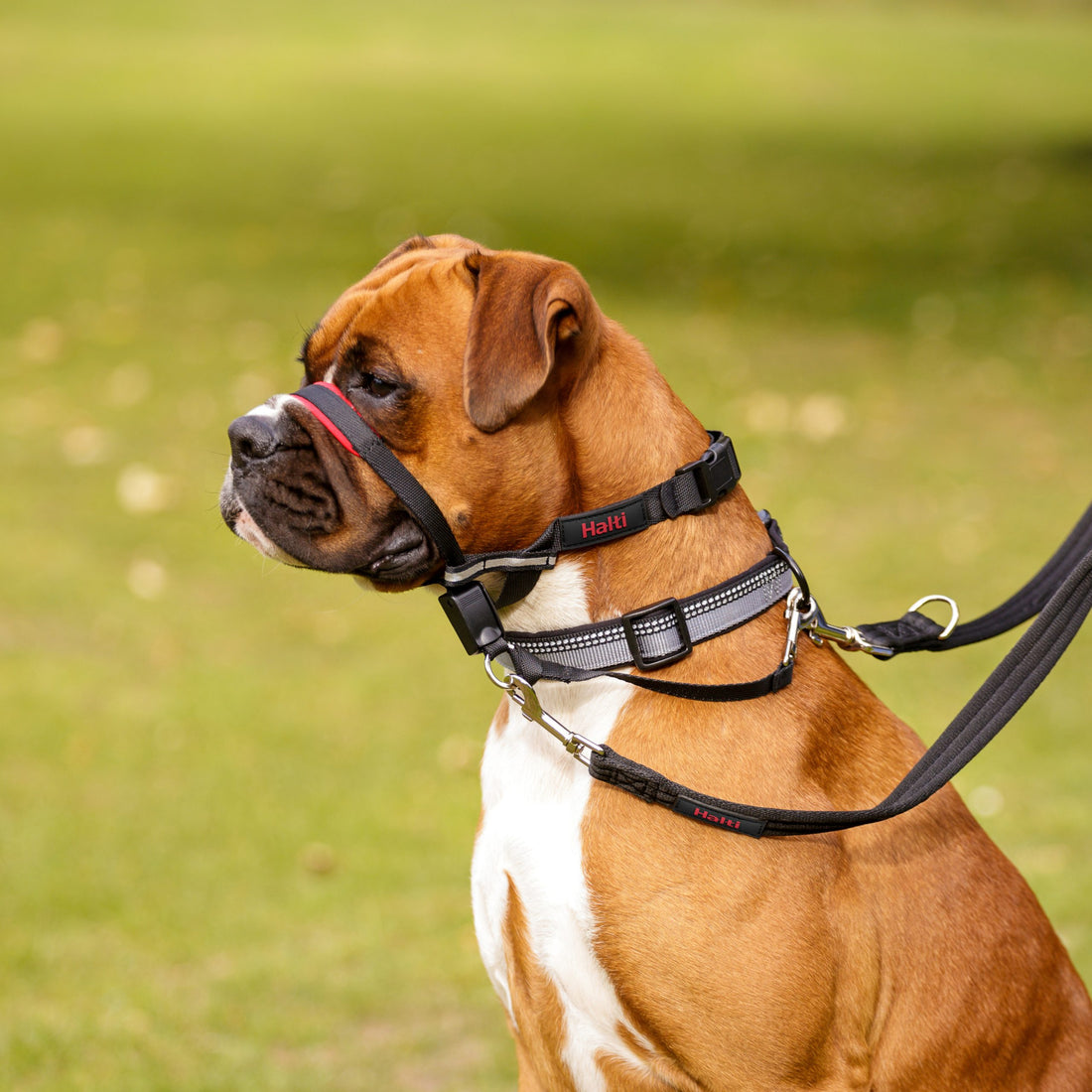 HALTI Optifit Headcollar