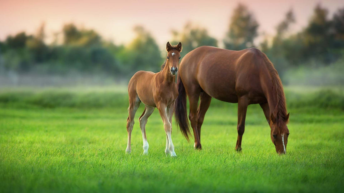 Harwood Grains Equine Plus 20kg