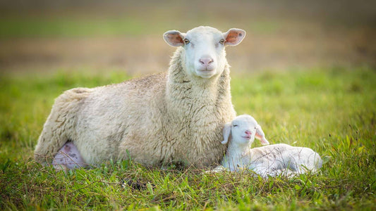 Harwood Grains Ewe Supplement 20kg