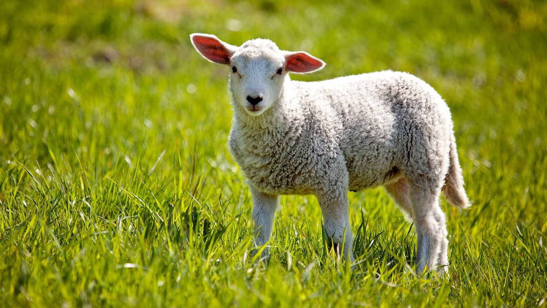 Harwood Grains Lamb Grower 20kg