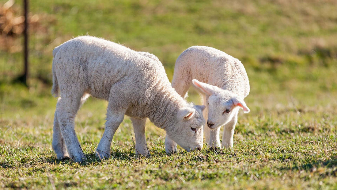 Harwood Grains Lamb Starter 20kg