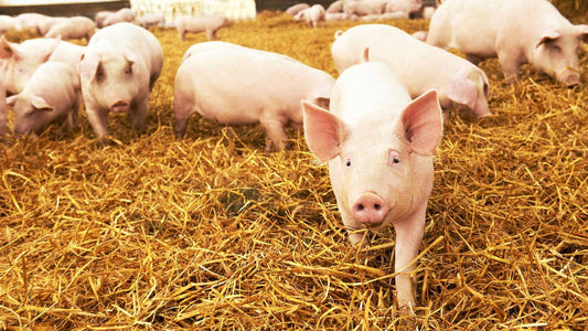 Harwood Grains Pig Grower 20kg