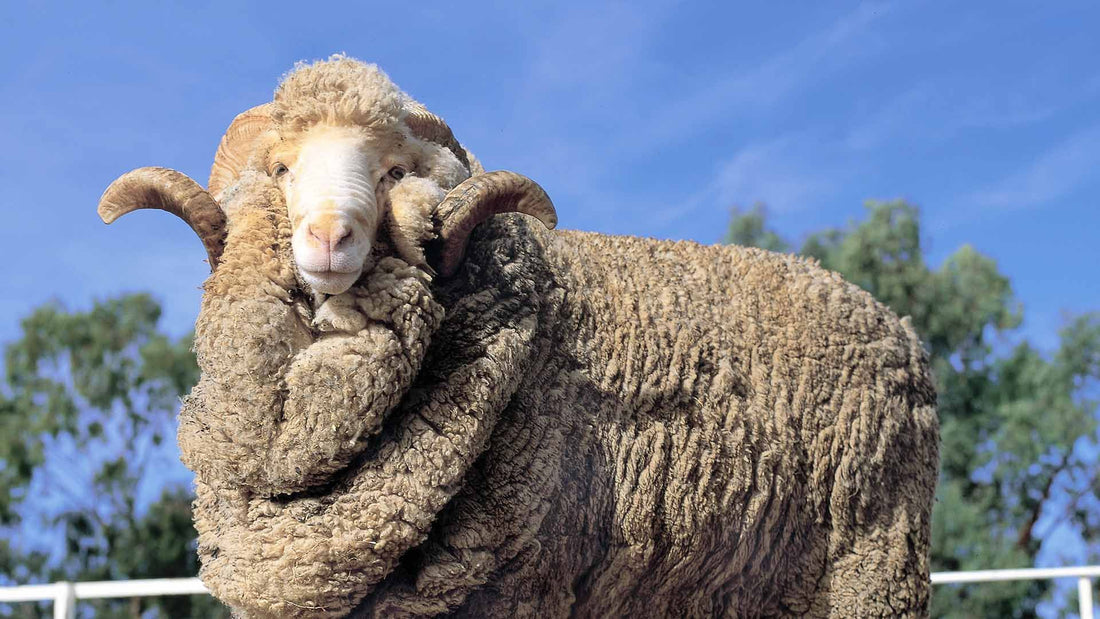 Harwood Grains Stud Ram Feed 20kg