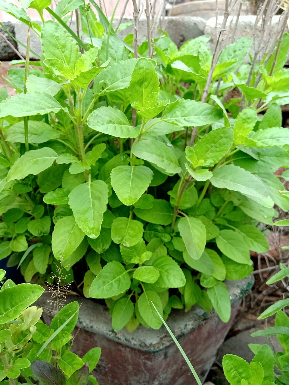 Green holy basil (Rama Tulsi), a representative plant photo by Diamante Phi.