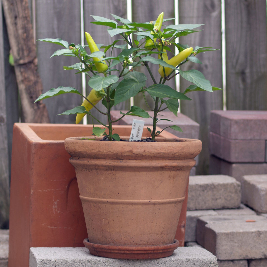 Hungarian wax peppers growing in a pot; representative crop photograph by Jeff Kwapil.