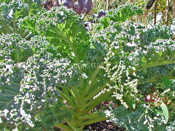 Kale – Dwarf Blue Curled. Eden Seeds variety image.