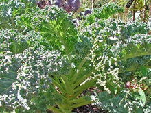 Kale – Dwarf Blue Curled. Eden Seeds variety image.